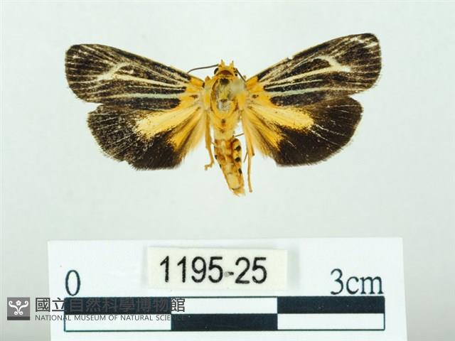 黃肩奇蛾藏品圖，第1張