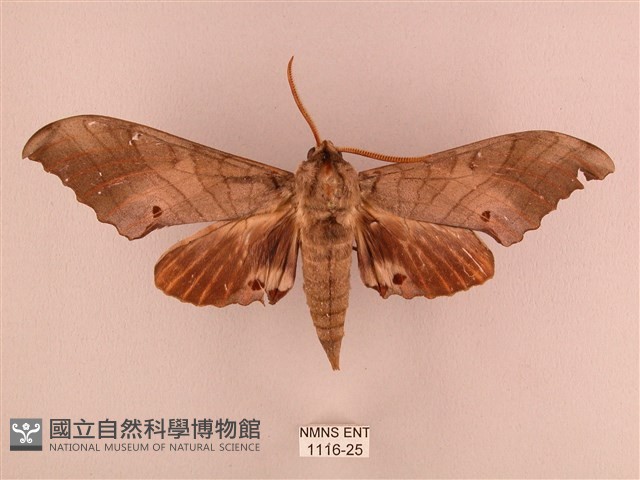 栗六點天蛾藏品圖，第1張