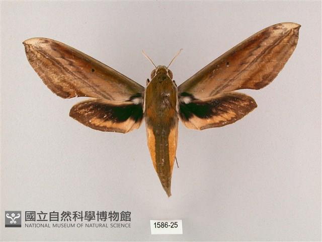 綠背斜紋天蛾藏品圖，第1張