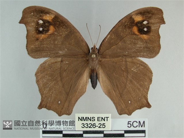 森林暮眼蝶、黑樹蔭蝶藏品圖，第1張