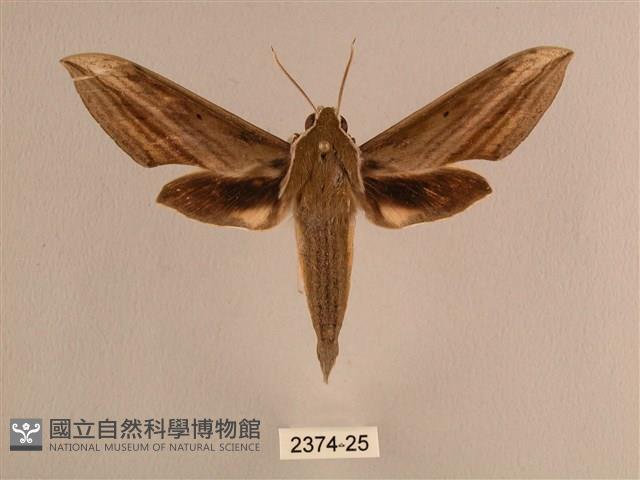 背線天蛾藏品圖，第1張