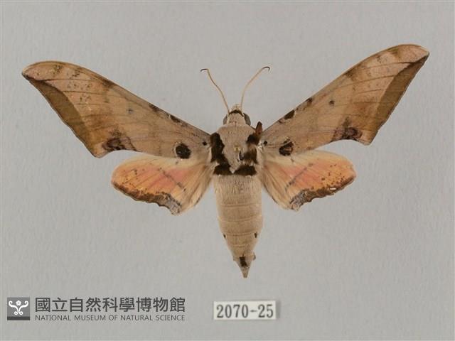 廣東鷹翅天蛾藏品圖，第1張