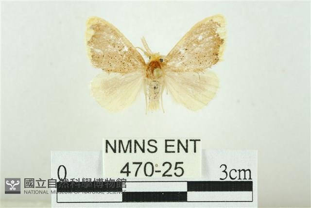 黑翅黃毒蛾藏品圖，第1張