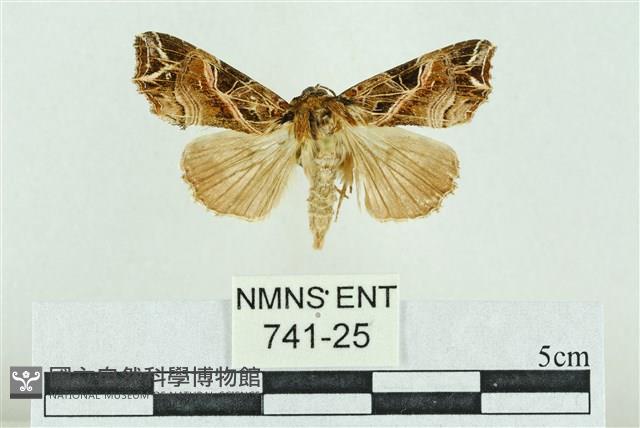 粉紅帶散紋夜蛾藏品圖，第1張