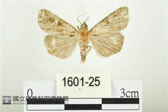 白斑散紋夜蛾藏品圖，第1張