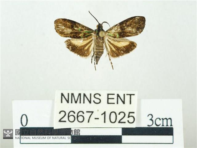 叉紋閃舞蛾藏品圖，第1張