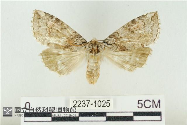 淡紅線波紋蛾藏品圖，第1張