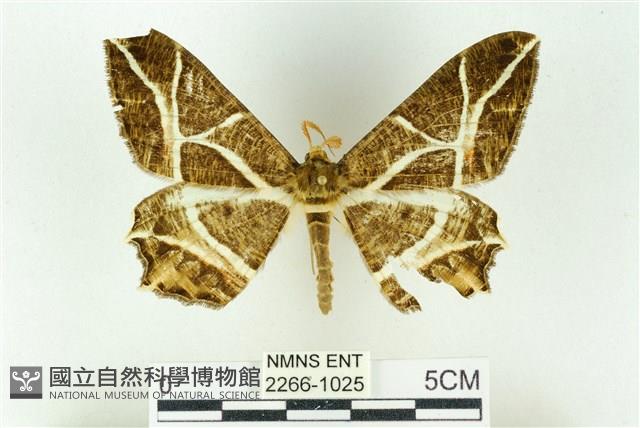 樹形尺蛾藏品圖，第1張