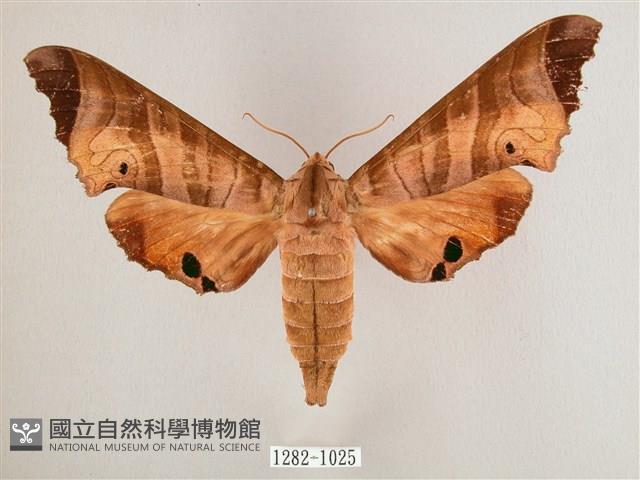 黑角六點天蛾藏品圖，第1張