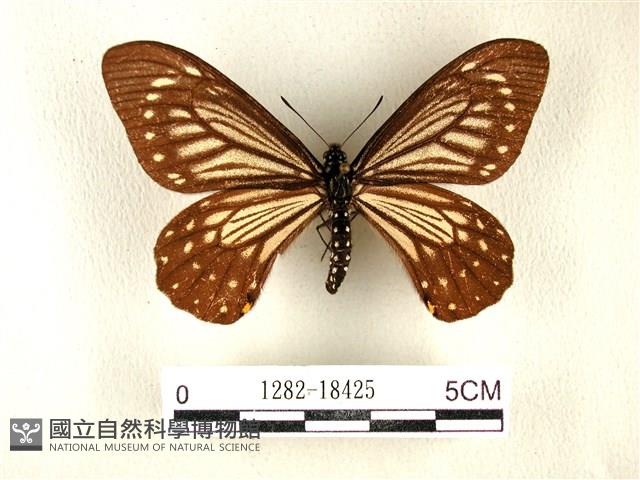 黃星斑鳳蝶藏品圖，第1張