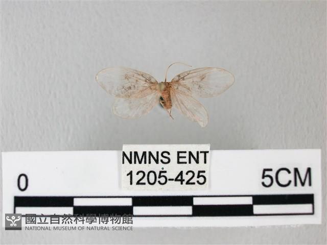 臺灣卵翅蛾藏品圖，第1張