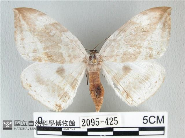圓翅大鉤蛾藏品圖，第1張