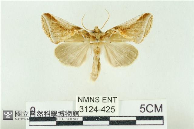 印華波紋蛾藏品圖，第1張