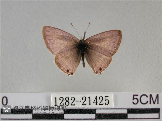 豆波灰蝶藏品圖，第1張