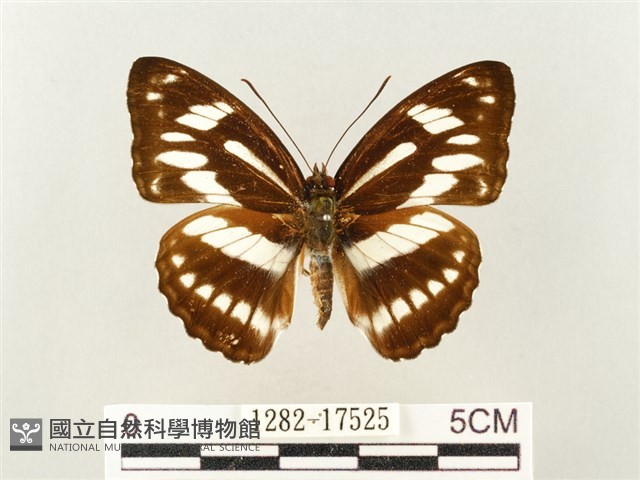 寬帶線蛺蝶藏品圖，第1張