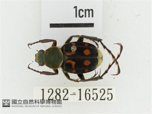 黃肩長腳花金龜藏品圖，第1張