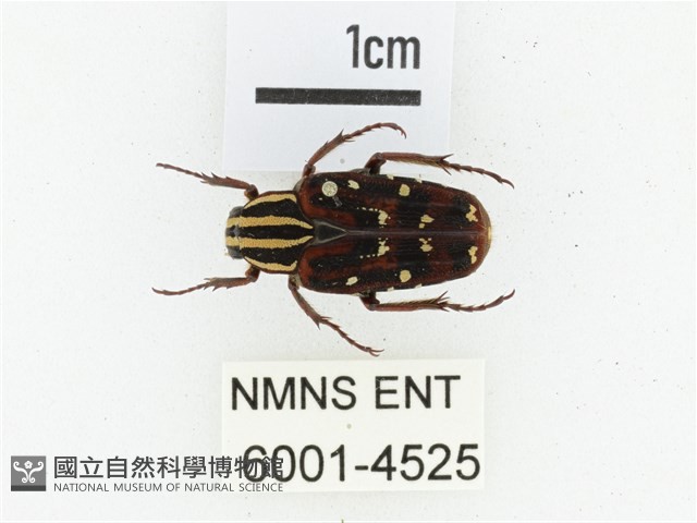 巴蘭陷紋金龜藏品圖，第1張