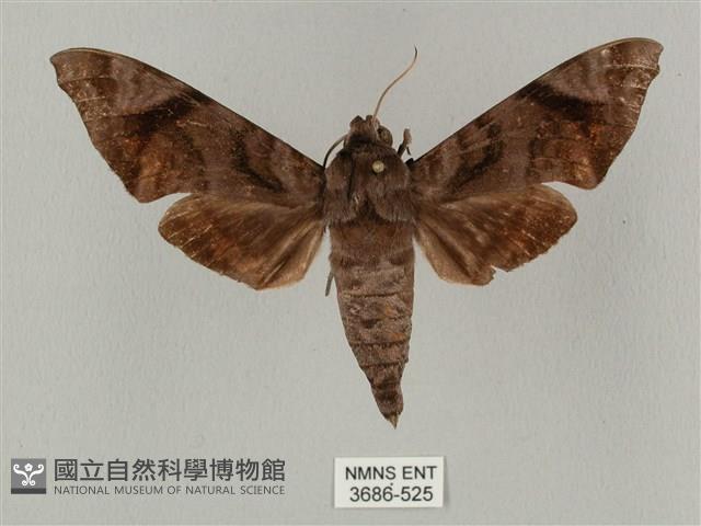 半緣缺角天蛾藏品圖，第1張