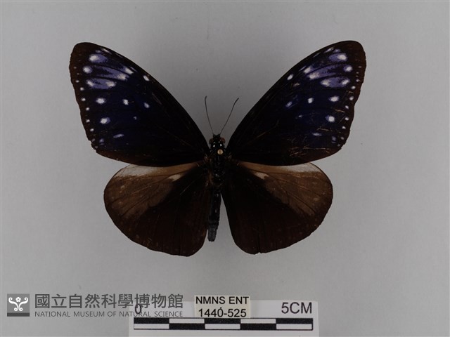 異紋紫斑蝶藏品圖，第1張