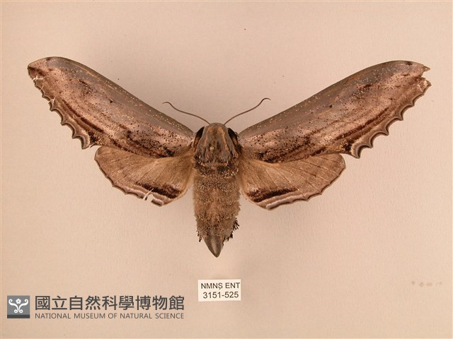 臺灣鋸翅天蛾藏品圖，第1張