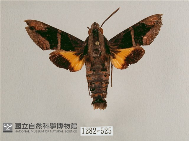 背帶長喙天蛾藏品圖，第1張