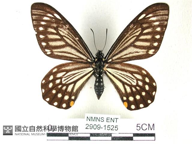 黃星斑鳳蝶藏品圖，第1張