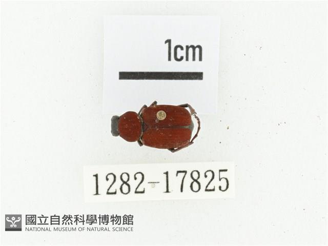 血紅虎斑花金龜藏品圖，第1張