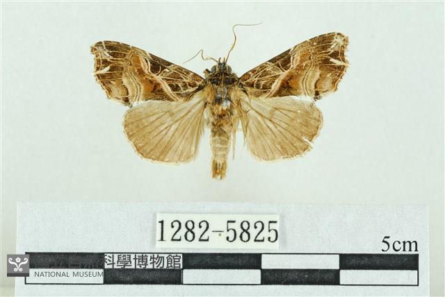 粉紅帶散紋夜蛾藏品圖，第1張