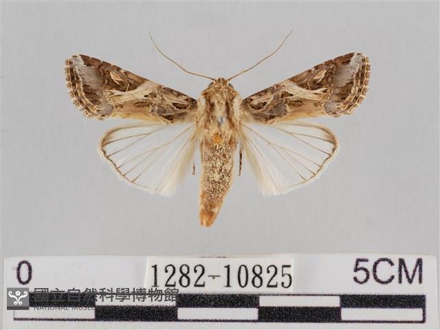 斜紋夜盜蛾藏品圖，第1張