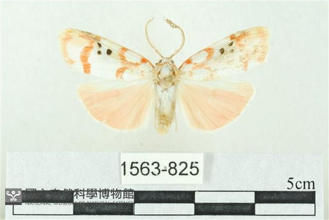 臺雪苔蛾藏品圖，第1張