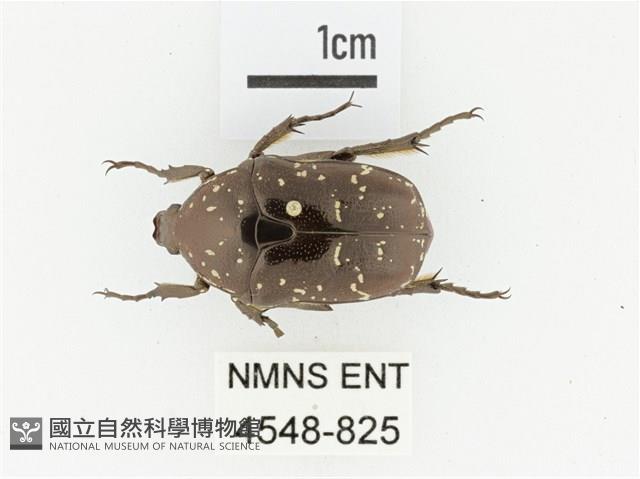 東方白點花金龜藏品圖，第1張