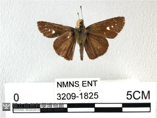 禾弄蝶藏品圖，第1張