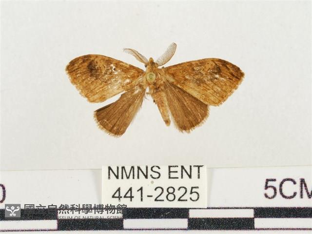 小白紋毒蛾藏品圖，第1張