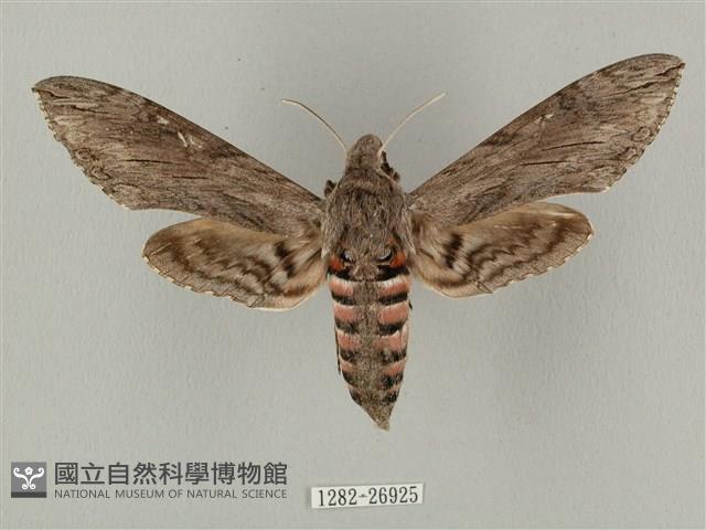 蝦殼天蛾藏品圖，第1張
