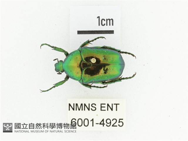 藍艷白點花金龜藏品圖，第1張
