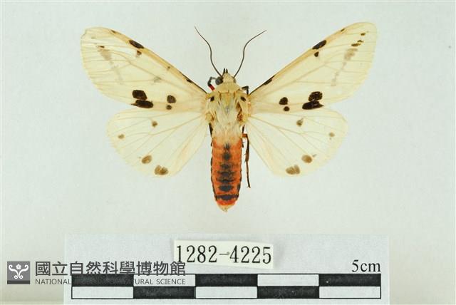 菊池污燈蛾藏品圖，第1張