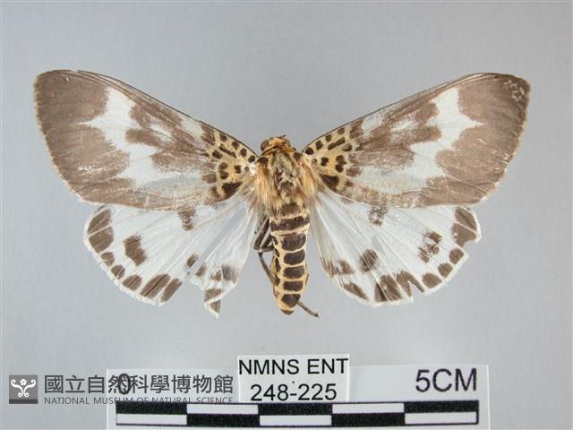 扭擬燈蛾藏品圖，第1張