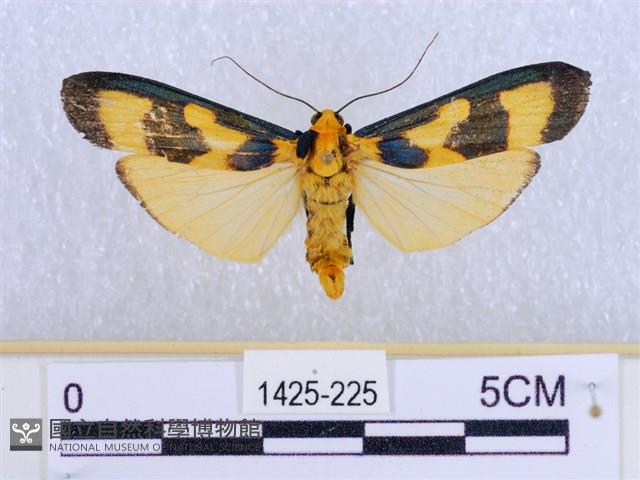 閃光苔蛾藏品圖，第1張