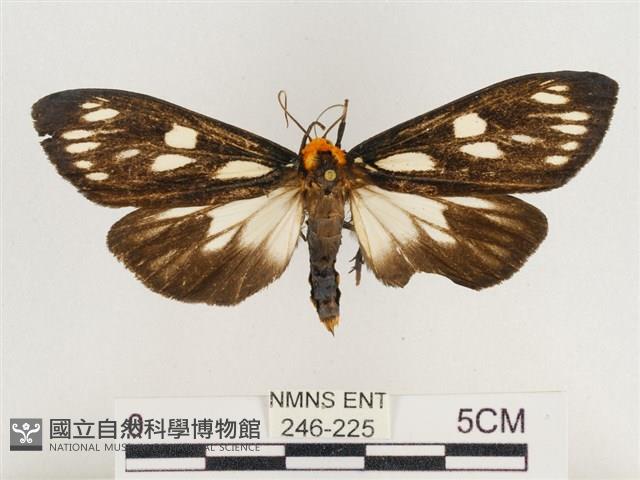 巨網燈蛾藏品圖，第1張