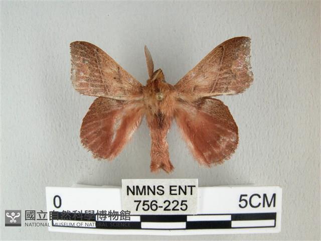 埔里雙線枯葉蛾藏品圖，第1張