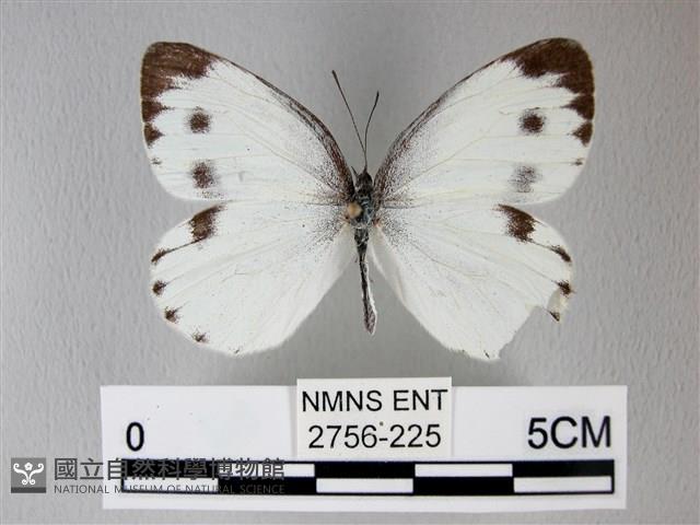 緣點白粉蝶藏品圖，第1張