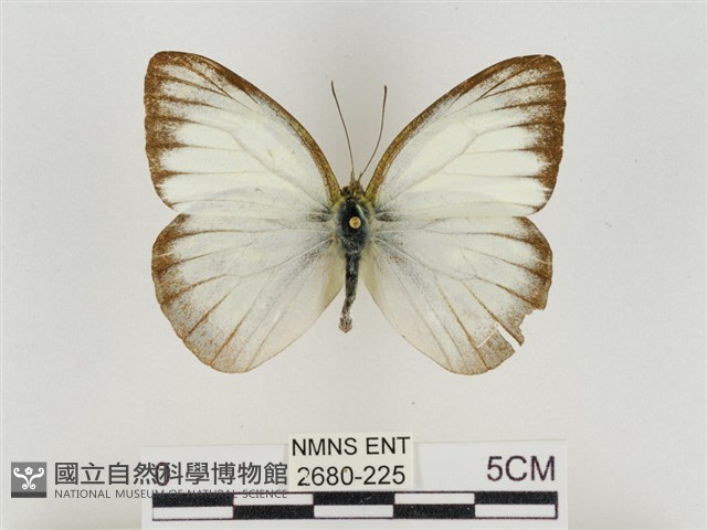 淡褐脈粉蝶藏品圖，第1張