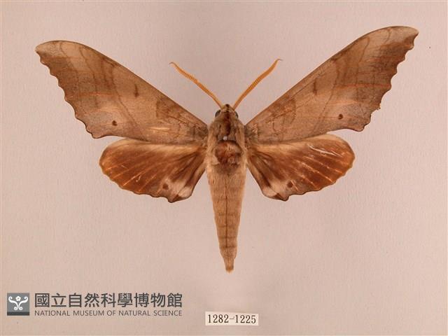 栗六點天蛾藏品圖，第1張