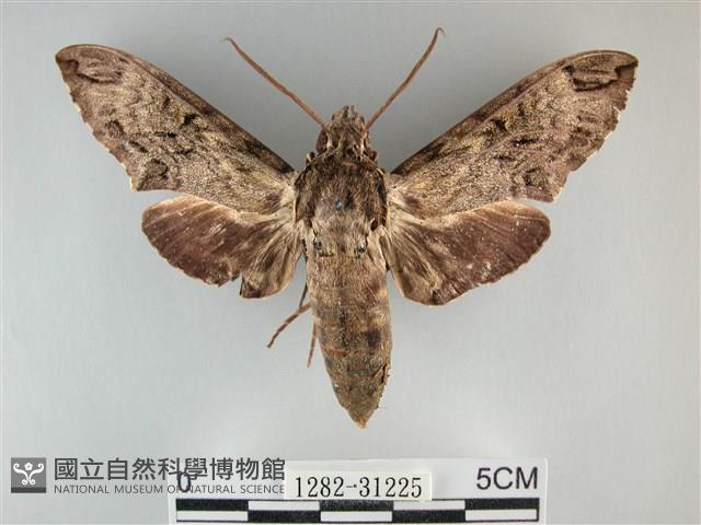 霜天蛾藏品圖，第1張