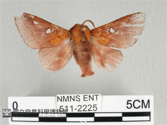 月斑枯葉蛾藏品圖，第1張