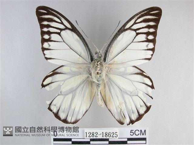 鋸粉蝶藏品圖，第1張