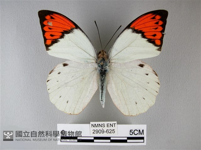 橙端粉蝶、端紅蝶藏品圖，第1張
