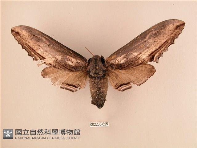 臺灣鋸翅天蛾藏品圖，第1張