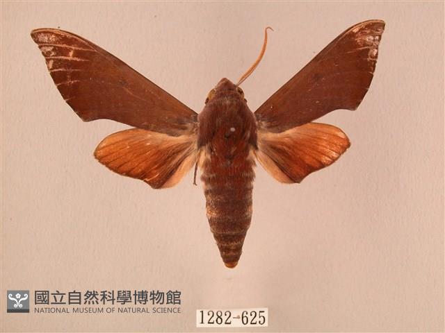 赭色斜帶天蛾藏品圖，第1張