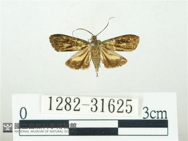 叉紋閃舞蛾藏品圖，第1張